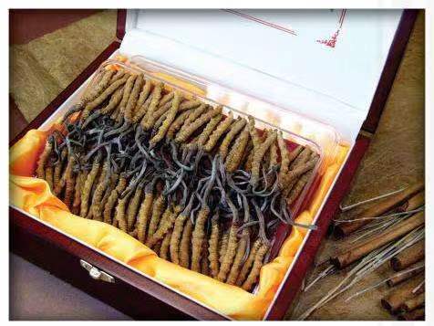 潼关冬虫夏草回收